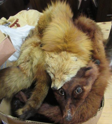 BOX OF FOX FURS ETC Image