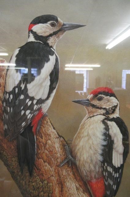 SIGNED WOODPECKER PRINT Image