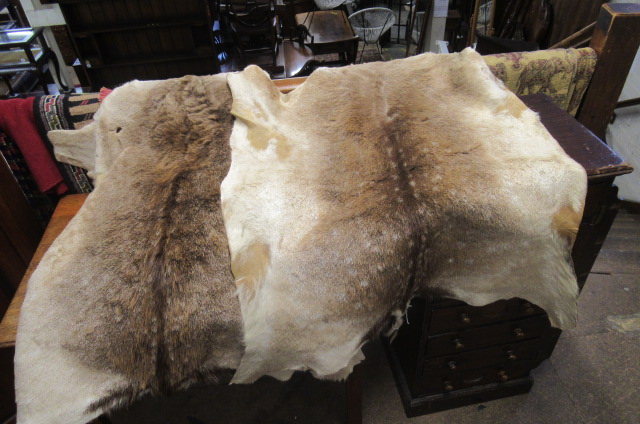 TWO DEER SKIN RUGS Image