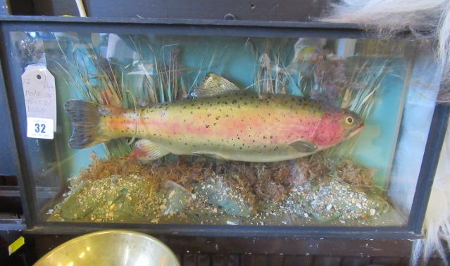 MODEL TROUT IN DISPLAY CASE Image