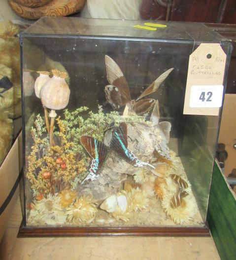 CASED BUTTERFLY DISPLAY Image