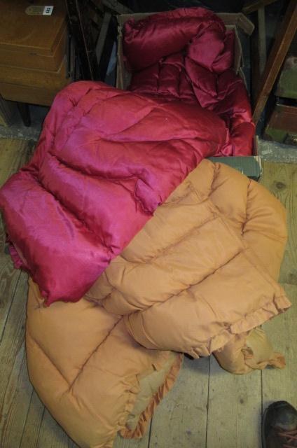 TWO EIDERDOWNS Image