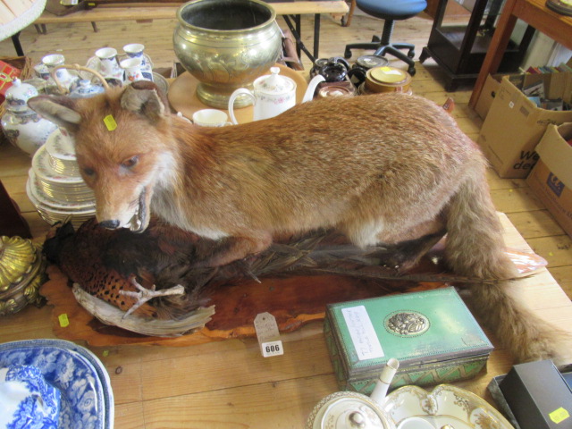 TAXIDERMY FOX WITH PHEASANT Image