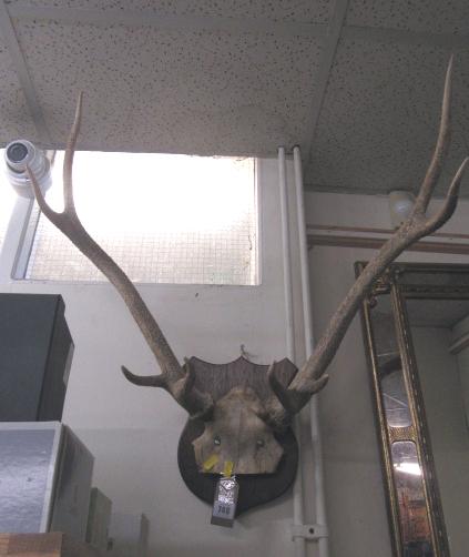 DEER ANTLERS Image