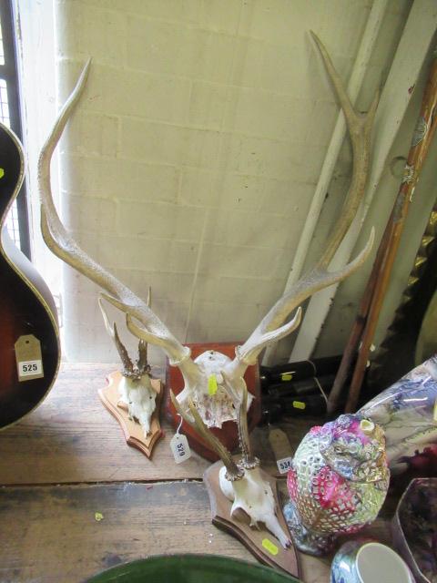 THREE PAIRS OF MOUNTED DEER ANTLERS Image