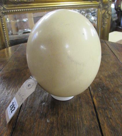 OSTRICH EGG Image