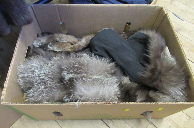 BOX OF FURS Image