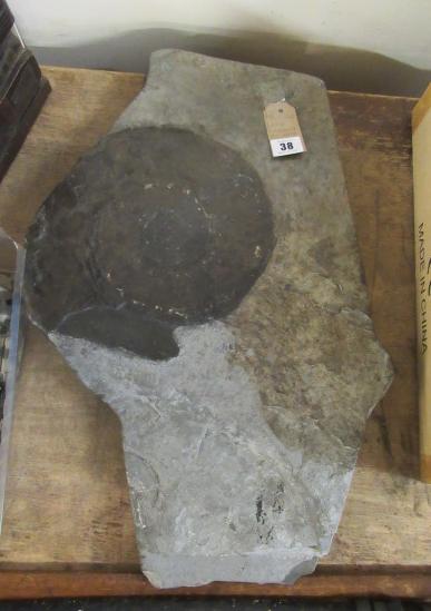 LARGE SLATE AMMONITE Image