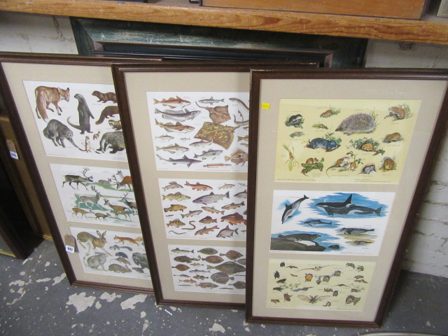 THREE FRAMED ANIMAL ILLUSTRATIONS Image