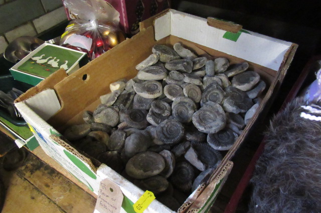 BOX OF AMMONITE FOSSILS ETC  Image