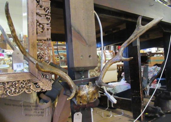 MOUNTED ANTLERS Image