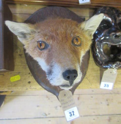 MOUNTED TAXIDERMY FOX HEAD Image