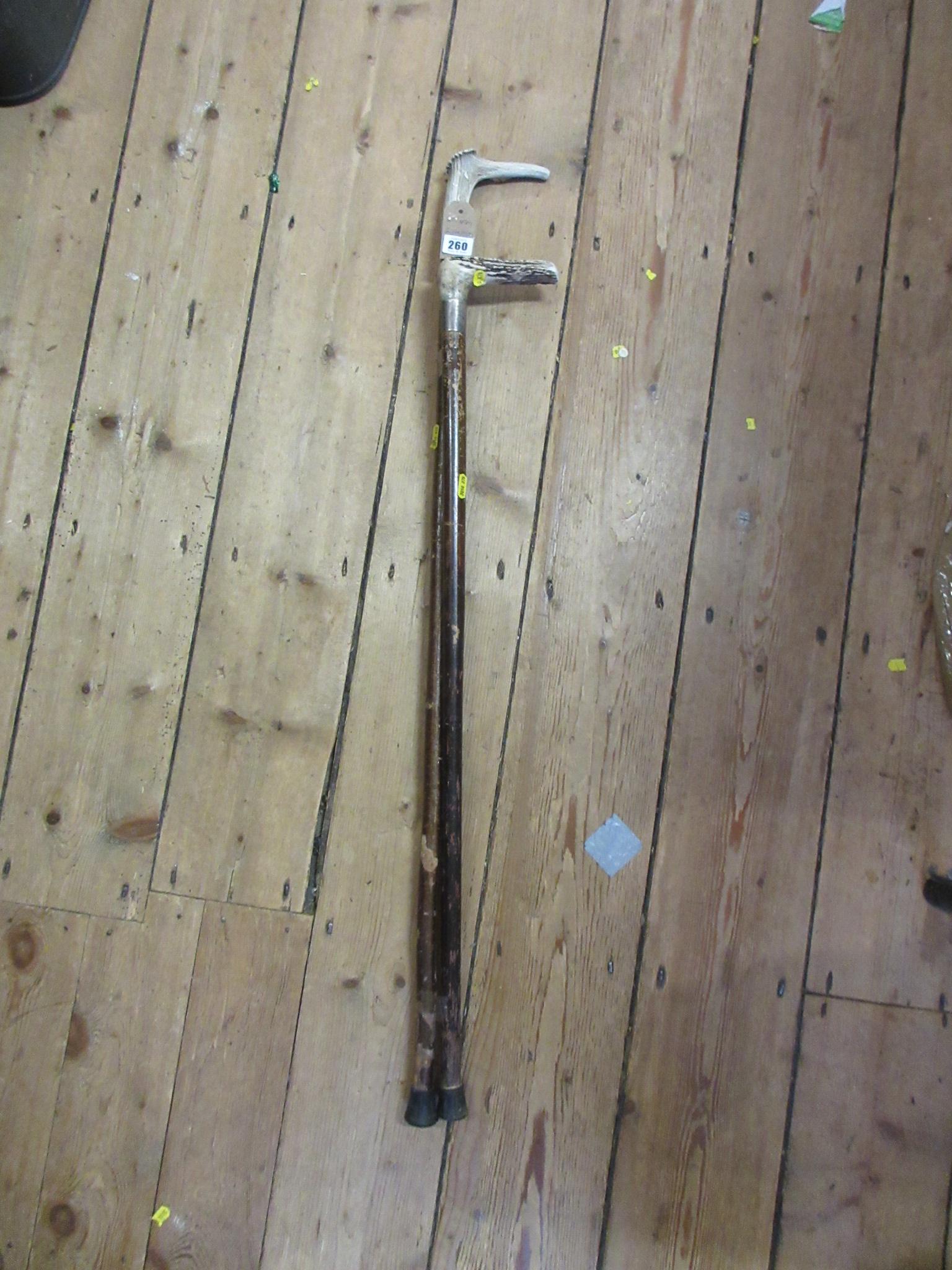 TWO WALKING STICKS Image