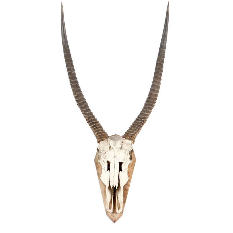 Taxidermy. a preserved waterbuck skull and horn mount | Woolley and Wallis