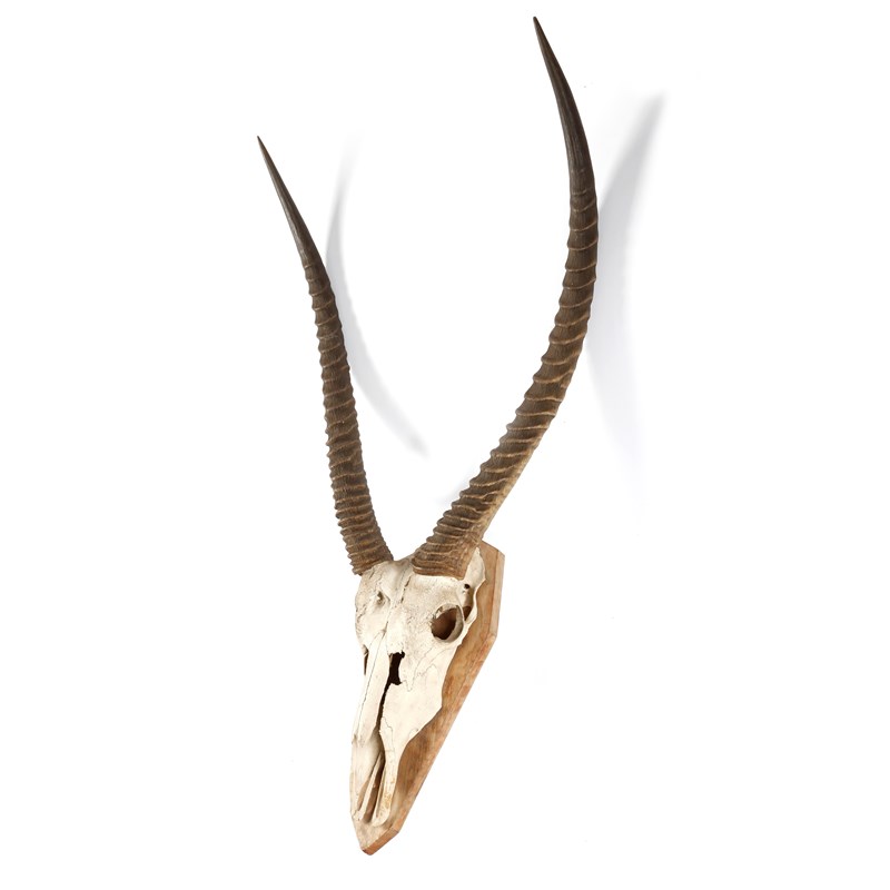 Taxidermy. a preserved waterbuck skull and horn mount | Woolley and Wallis