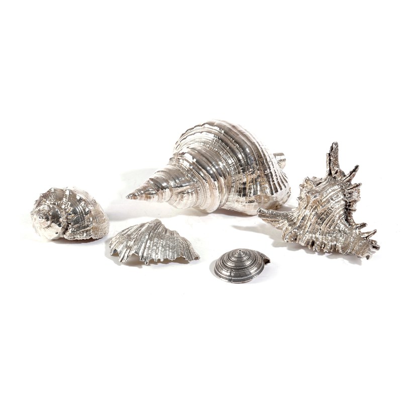 Five silver mounted shells | Woolley and Wallis