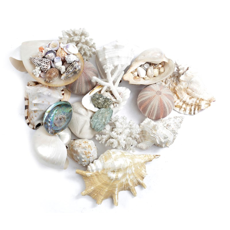 Λ a collection of sea shells | Woolley and Wallis